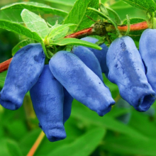 ЖИМОЛОСТЬ "675" (БУМЕРАНГ) С5 - Cадовый центр "Солнечный", Екатеринбург