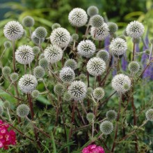 МОРДОВНИК ШАРОГОЛОВЫЙ "Arctic Glow" АРКТИК ГЛОУ С1,6-2 - Cадовый центр "Солнечный", Екатеринбург