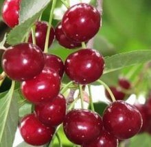 Вишня «Щедрая» С5 - Cадовый центр "Солнечный", Екатеринбург