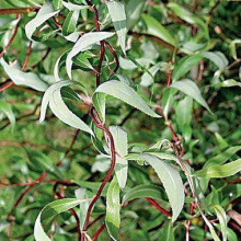 ИВА "СВЕРДЛОВСКАЯ ИЗВИЛИСТАЯ 1" 0,8-1 м С3-5 - Cадовый центр "Солнечный", Екатеринбург