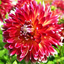 ГЕОРГИНА ГИГАНТСКАЯ "Akita" АКИТА C3 - Cадовый центр "Солнечный", Екатеринбург