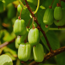 АКТИНИДИЯ КОЛОМИКТА "ЗЕМЛЯНИЧНАЯ"  С3 - Cадовый центр "Солнечный", Екатеринбург