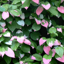 АКТИНИДИЯ КОЛОМИКТА С3 - Cадовый центр "Солнечный", Екатеринбург