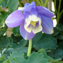 АКВИЛЕГИЯ ВЕЕРОВИДНАЯ С2 - Cадовый центр "Солнечный", Екатеринбург