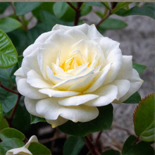 РОЗА ФЛОРИБУНДА "Alabaster" АЛАБАСТЕР С6 - Cадовый центр "Солнечный", Екатеринбург