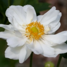 АНЕМОНА (ВЕТРЕНИЦА) ЯПОНСКАЯ "Andrea Atkinson" АНДРЕА АТКИНСОН C1,6-2 - Cадовый центр "Солнечный", Екатеринбург