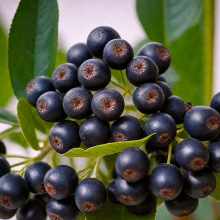 АРОНИЯ СЛИВОЛИСТНАЯ "Viking" ВИКИНГ 0,5-0,6 м С4 - Cадовый центр "Солнечный", Екатеринбург