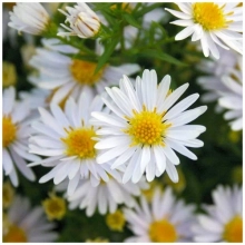 АСТРА КУСТАРНИКОВАЯ "Apollo" АПОЛЛО С1,6-2 - Cадовый центр "Солнечный", Екатеринбург