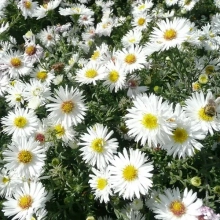 АСТРА КУСТАРНИКОВАЯ "Snowsprite" СНОУСПРАЙТ С2 - Cадовый центр "Солнечный", Екатеринбург