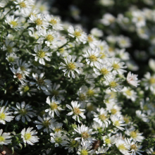 АСТРА ВЕРЕСКОВАЯ С2-3 - Cадовый центр "Солнечный", Екатеринбург
