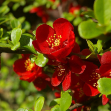 АЙВА ПРЕВОСХОДНАЯ "Crimson and Gold" КРИМСОН ЭНД ГОЛД С3 - Cадовый центр "Солнечный", Екатеринбург
