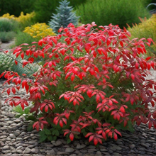 БЕРЕСКЛЕТ КРЫЛАТЫЙ КОМПАКТУС 0,5-0,6 м С10 - Cадовый центр "Солнечный", Екатеринбург