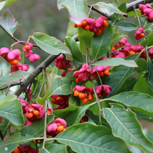 БЕРЕСКЛЕТ ЕВРОПЕЙСКИЙ РЭД КАСКАД 0,6-0,8 м С3 - Cадовый центр "Солнечный", Екатеринбург