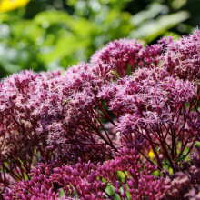 ПОСКОННИК ПЯТНИСТЫЙ "Baby Joe" БЕЙБИ ДЖО С1,6-2 - Cадовый центр "Солнечный", Екатеринбург