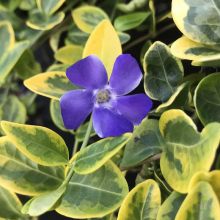 БАРВИНОК МАЛЫЙ "Blue and Gold" БЛЮ ЭНД ГОЛД С3 - Cадовый центр "Солнечный", Екатеринбург