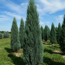 Можжевельник скальный "Blue Arrow" Блю Эрроу 1,3-1,4 м С20 - Cадовый центр "Солнечный", Екатеринбург