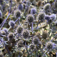 СИНЕГОЛОВНИК ПЛОСКОЛИСТНЫЙ "Blue Glitter" БЛЮ ГЛИТТЕР С1,6-2 - Cадовый центр "Солнечный", Екатеринбург