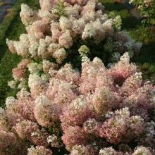 ГОРТЕНЗИЯ МЕТЕЛЬЧАТАЯ "Bobo" БОБО С3 - Cадовый центр "Солнечный", Екатеринбург