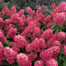 ГОРТЕНЗИЯ МЕТЕЛЬЧАТАЯ "Bonfire" БОНФАЙЕР С3 - Cадовый центр "Солнечный", Екатеринбург