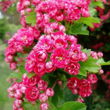 БОЯРЫШНИК ОБЫКНОВЕННЫЙ "PAULS SCARLET" (ПАУЛЬ СКАРЛЕТ) на штамбе С3 - Cадовый центр "Солнечный", Екатеринбург