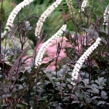 КЛОПОГОН ВЕТВИСТЫЙ “Brunette” БРЮНЕТ С2-3 - Cадовый центр "Солнечный", Екатеринбург