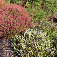 ВЕРЕСК ОБЫКНОВЕННЫЙ С3    - Cадовый центр "Солнечный", Екатеринбург