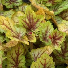 ГЕЙХЕРА "Circus" ЦИРКУС С1,6-2 - Cадовый центр "Солнечный", Екатеринбург