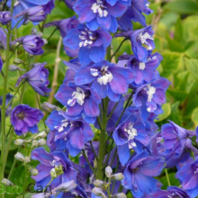 ДЕЛЬФИНИУМ ГИБРИДНЫЙ "Pacific Giant Blue Bird" ПАСИФИК ДЖИАНТ БЛЮ БЕРД С2 - Cадовый центр "Солнечный", Екатеринбург