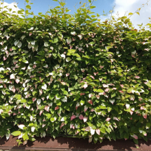 АКТИНИДИЯ КОЛОМИКТА "Dr. Shimanovsky" ДОКТОР ШИМАНОВСКИЙ С3 - Cадовый центр "Солнечный", Екатеринбург