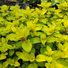 ДУШИЦА ОБЫКНОВЕННАЯ "Gold Oregano" ГОЛД ОРЕГАНО С2-3 - Cадовый центр "Солнечный", Екатеринбург