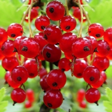 СМОРОДИНА КРАСНАЯ "КРУПНАЯ КРАСА" С3 - Cадовый центр "Солнечный", Екатеринбург