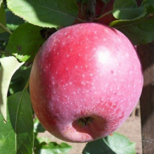 Яблоня "Экранное" 1-летка С5 - Cадовый центр "Солнечный", Екатеринбург