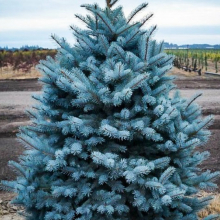 Ель колючая "Glauca Majestic Blue" C3 - Cадовый центр "Солнечный", Екатеринбург
