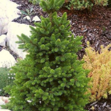 ЕЛЬ ОБЫКНОВЕННАЯ "Wills Zwerg" ВИЛЛС ЦВЕРГ 0,3-0,4 м С3 - Cадовый центр "Солнечный", Екатеринбург