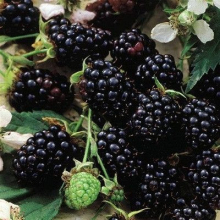 ЕЖЕВИКА "ЧЕСТЕР ТОРНЛЕСС" С3 - Cадовый центр "Солнечный", Екатеринбург