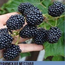 ЕЖЕВИКА "УФИМСКАЯ МЕСТНАЯ" С3 - Cадовый центр "Солнечный", Екатеринбург