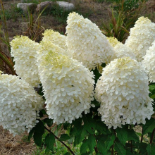 ГОРТЕНЗИЯ МЕТЕЛЬЧАТАЯ "Phantom" ФАНТОМ C60-80 - Cадовый центр "Солнечный", Екатеринбург