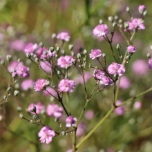 ГИПСОФИЛА МЕТЕЛЬЧАТАЯ "Flamingo" ФЛАМИНГО С1,6-2 - Cадовый центр "Солнечный", Екатеринбург