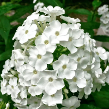 ФЛОКС МЕТЕЛЬЧАТЫЙ "ДАВИД" С2-3 - Cадовый центр "Солнечный", Екатеринбург