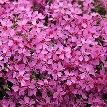 ФЛОКС ШИЛОВИДНЫЙ "LINDENTAL" ЛИНДЕНТАЛ С2 - Cадовый центр "Солнечный", Екатеринбург