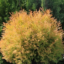 ТУЯ ЗАПАДНАЯ "Rheingold" РЕЙНГОЛД С3 - Cадовый центр "Солнечный", Екатеринбург