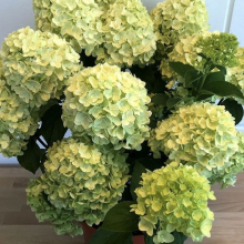 ГОРТЕНЗИЯ МЕТЕЛЬЧАТАЯ "GARDENLIGHTS BRIGHTLIGHT" ГАРДЕНЛАЙТС БРАЙТЛАЙТ С7-10 - Cадовый центр "Солнечный", Екатеринбург