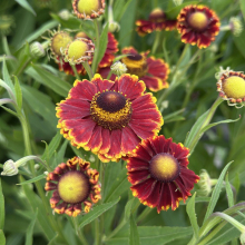 ГЕЛЕНИУМ ОСЕННИЙ "Helena Red Shades" ХЕЛЕНА РЭД ШЕЙДЕС С2-3 - Cадовый центр "Солнечный", Екатеринбург