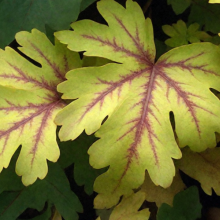 ГЕЙХЕРЕЛЛА "Golden Zebra" ГОЛДЕН ЗЕБРА С1,6-2 - Cадовый центр "Солнечный", Екатеринбург