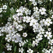 ГИПСОФИЛА ПОЛЗУЧАЯ "White" БЕЛАЯ C2 - Cадовый центр "Солнечный", Екатеринбург