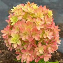 ГОРТЕНЗИЯ МЕТЕЛЬЧАТАЯ "МЕЧТА ЛЕСКОВО" С3 - Cадовый центр "Солнечный", Екатеринбург