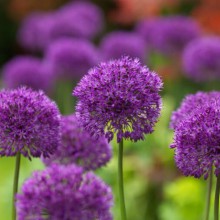 Лук "Purple Sensation" Перпл Сенсейшн - Cадовый центр "Солнечный", Екатеринбург