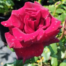Роза чайно-гибридная "Black Baccara" Блэк Баккара С3 - Cадовый центр "Солнечный", Екатеринбург