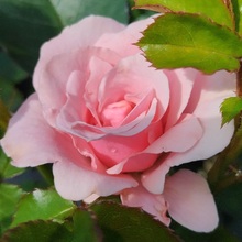 РОЗА МИНИАТЮРНАЯ "Pink Symphonie" ПИНК СИМФОНИ С6 - Cадовый центр "Солнечный", Екатеринбург