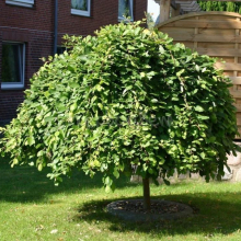 ИВА КОЗЬЯ "Kilmarnok" КИЛМАРНОК на штамбе 1,8-2 м С25-30 - Cадовый центр "Солнечный", Екатеринбург